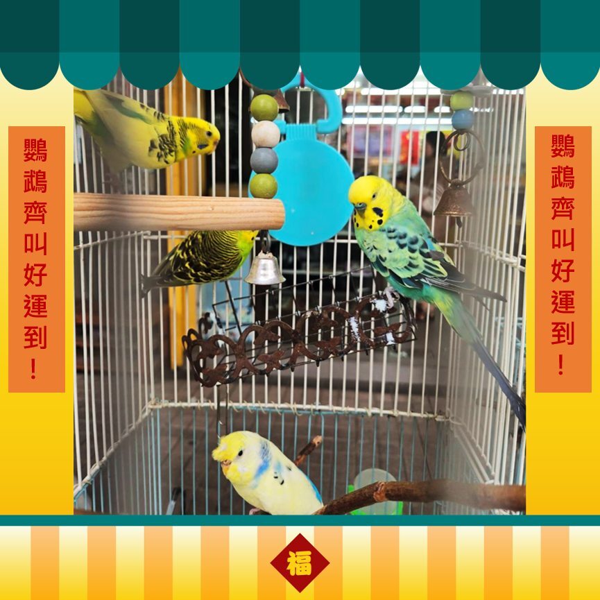 店內鸚鵡們一直叫！　台中女花2000買刮刮樂「爽中百萬」