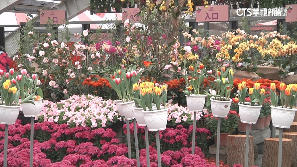 「花在彰化」初一溪州公園登場！　賞花.吃美食一路玩到元宵節