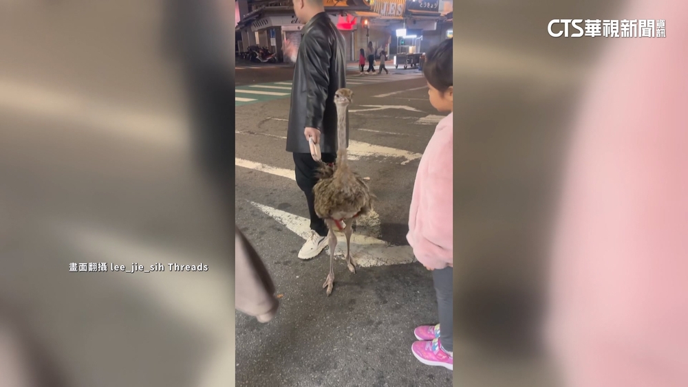逢甲夜市鴕鳥「志玲」逛大街　民眾驚奇搶拍照