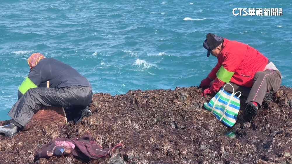 姑婆嶼紫菜受寒流滋潤　農曆年前罕見2次採收