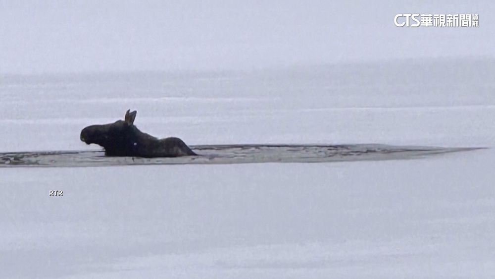 美國紐約冰天雪地！　麋鹿跌入結冰湖幸獲救