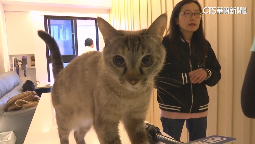 一天出動逾10次　「到府寵物保母」春節假期好忙