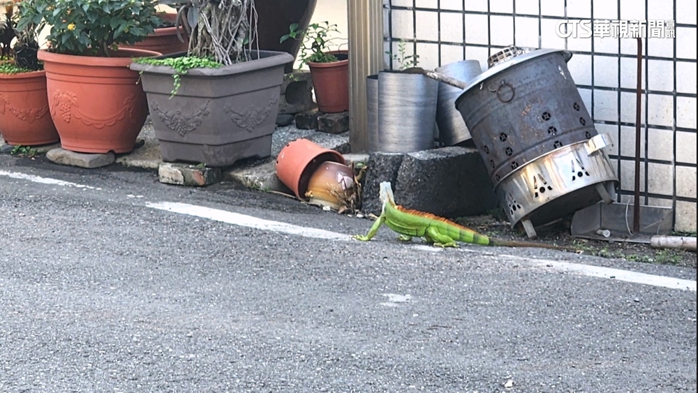 驚呆！綠鬣蜥把遮雨棚當樂園　鑽鐵窗躲進民宅