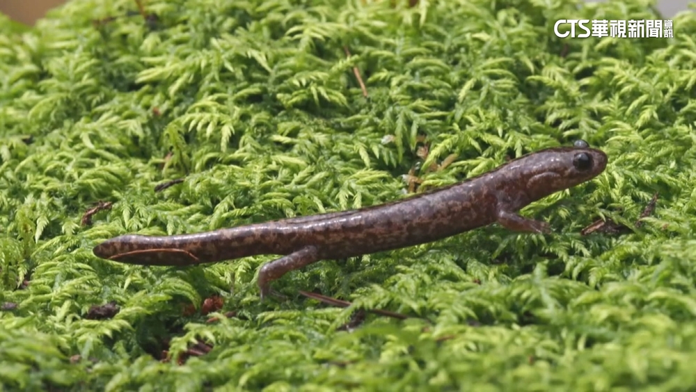 錯認一百年　！台灣山椒魚.楚南氏山椒魚搞反　今正名