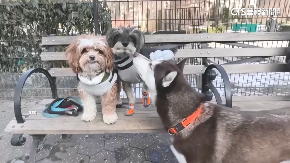 紐約客福音！　帶寵物看病有望請「有薪病假」