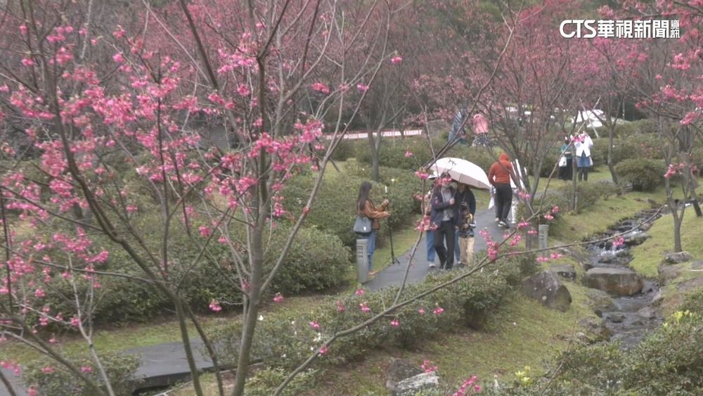 陽明山櫻花開4-5成！　春節連假第一天湧賞櫻人潮
