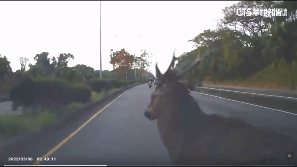 水鹿衝快速道撞轎車　女駕駛踩剎不及整車人尖叫