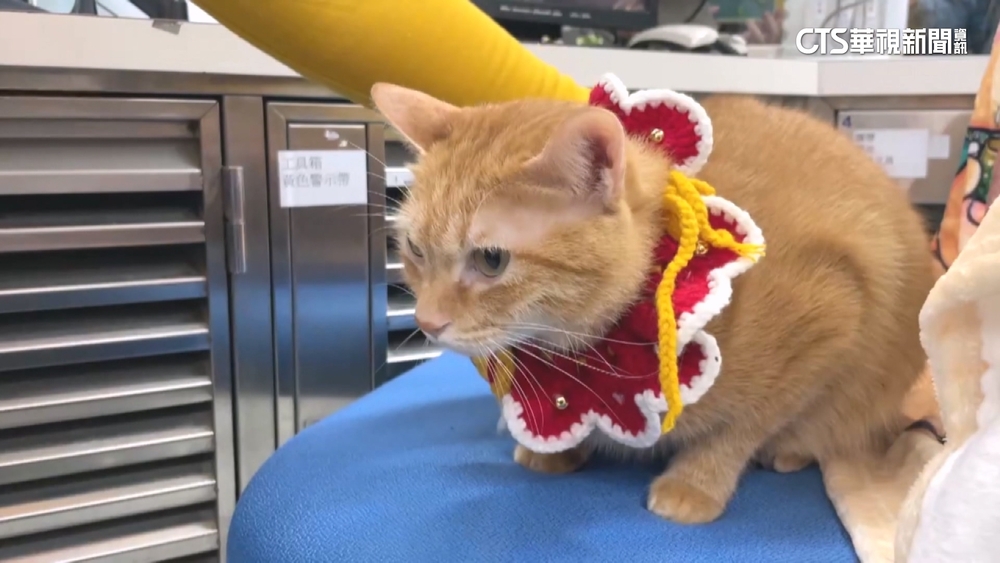 「蜜柑站長」1年吸金1600萬　回「娘家」享大餐