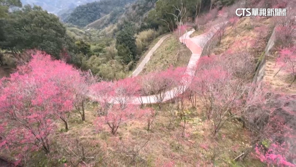 初三走春！　苗栗協雲宮千株櫻花開　三代同賞櫻