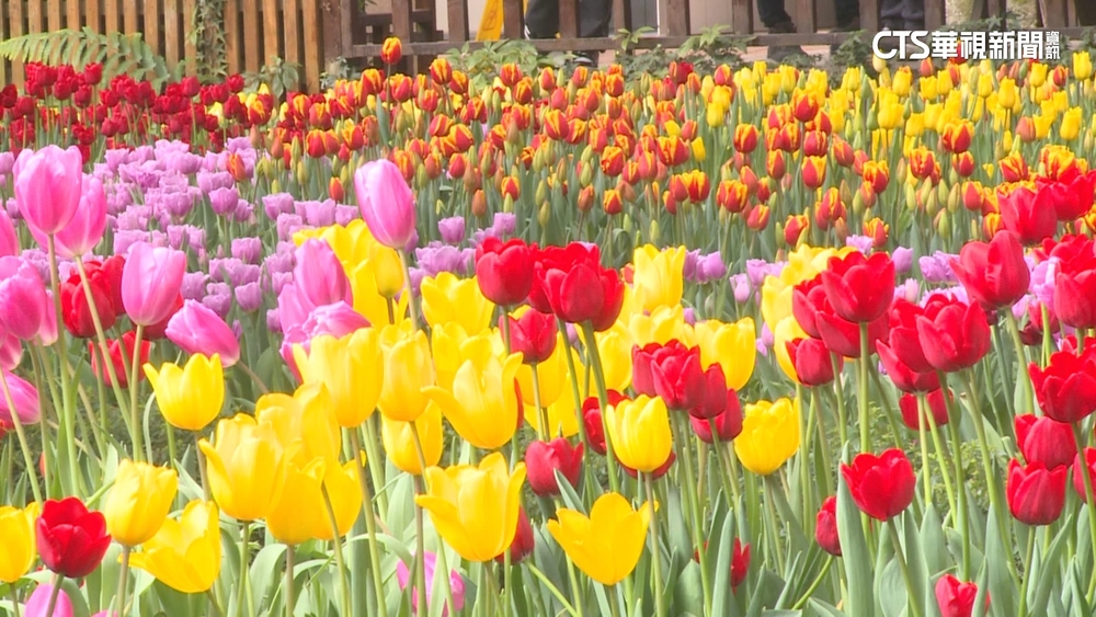 台版荷蘭！杉林溪12萬株鬱金香盛開　雲海變身牛奶鍋