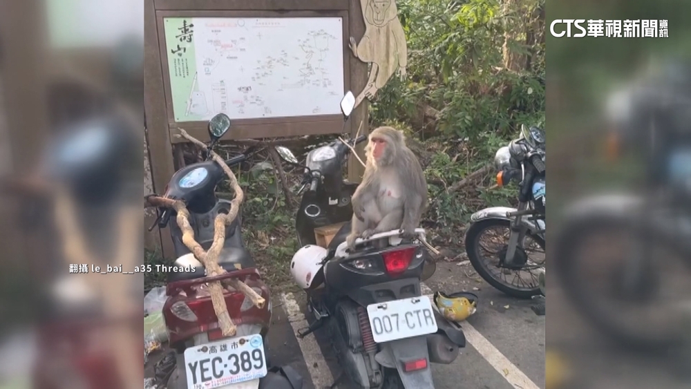 高雄壽山獼猴翻座墊覓食　山友機車「妙招」防範