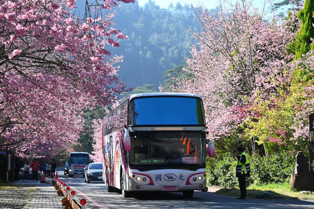 週末寒流影響恐降雪　武陵賞櫻專車5條路線2/8、9暫停服務