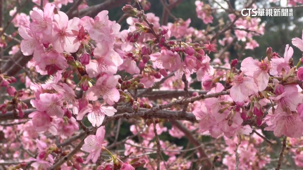 武陵櫻花季首日開5成　南投遊樂園櫻花盛開