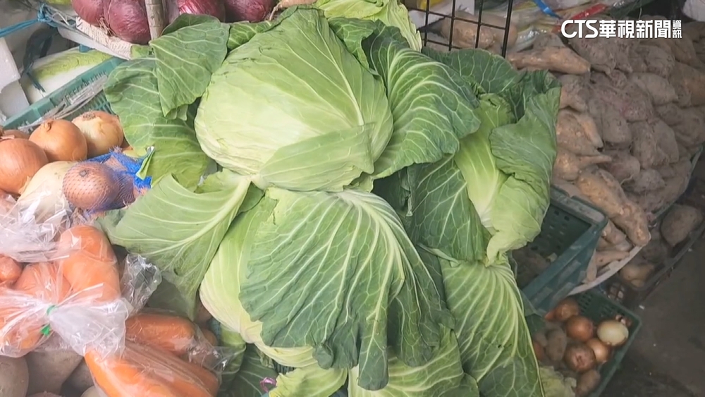 年前搶收供過於求！　高麗菜價格暴跌　菜農煩惱