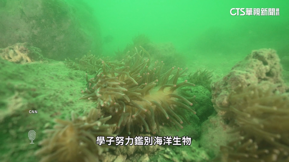 香港海域生態多樣性　民間組織努力保護