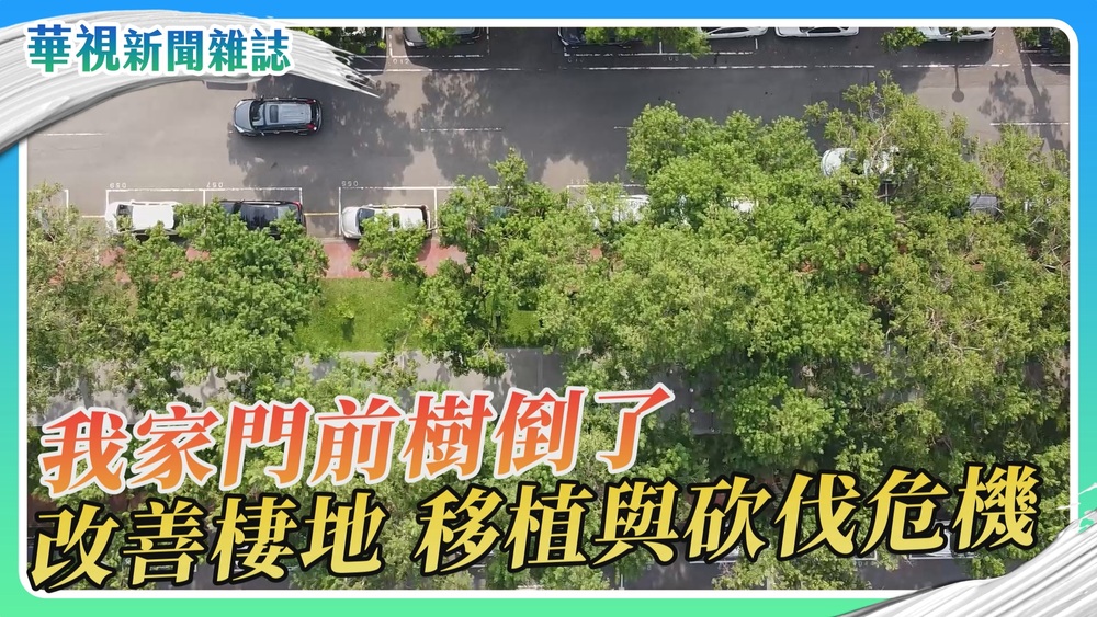我家門前樹倒了 改善棲地 移植與砍伐危機｜華視新聞雜誌