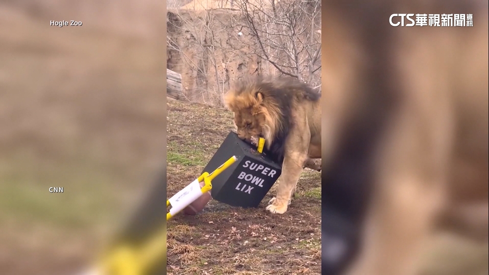 超級盃登場！動物預測勝負　賭盤下注川普露臉次數