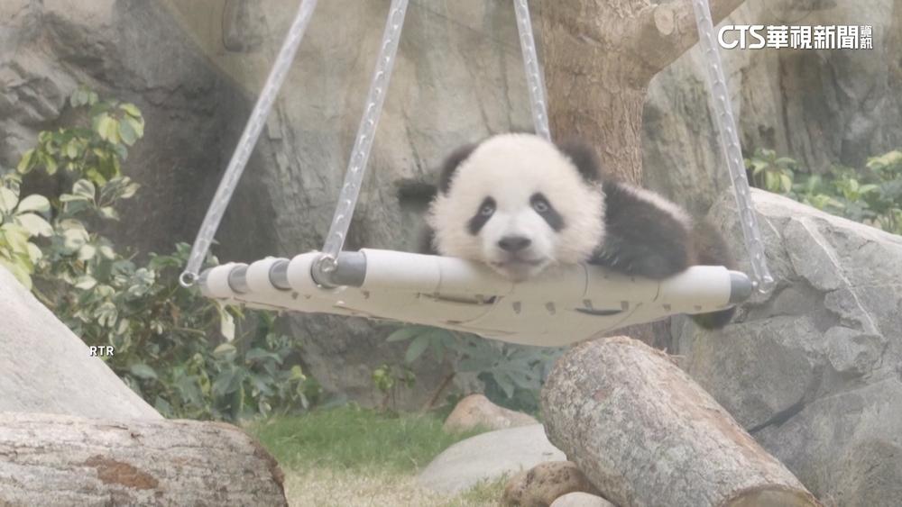 香港貓熊龍鳳胎首度亮相　大批民眾排隊爭睹萌樣