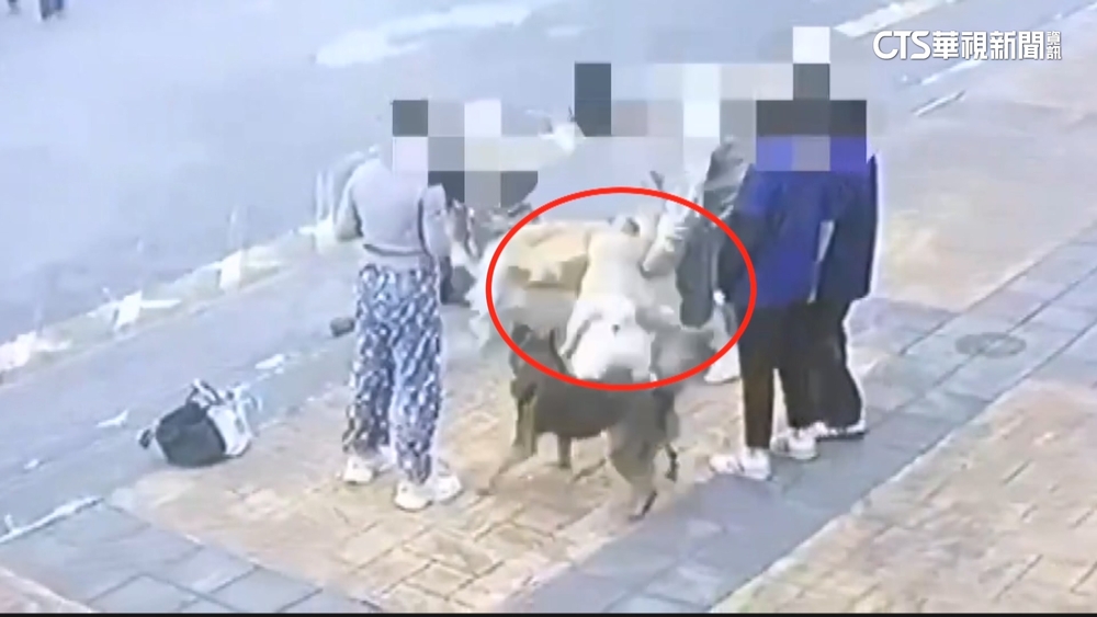 鬆獅犬散步突發怒！　黃金獵犬主人遭咬「傷口見骨」喊告