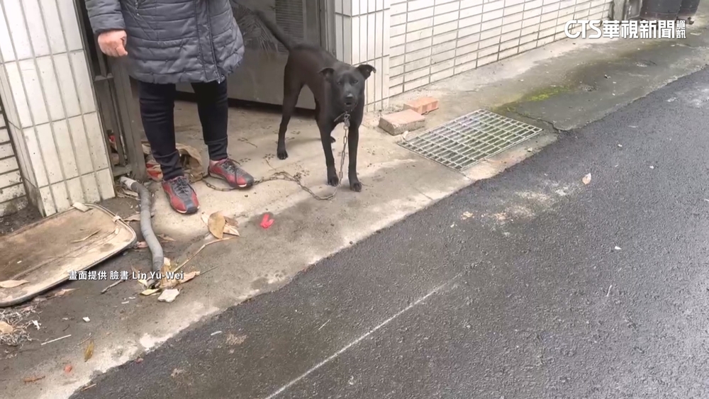 驚遇黑狗狂吠追車　騎士急催油門逃命