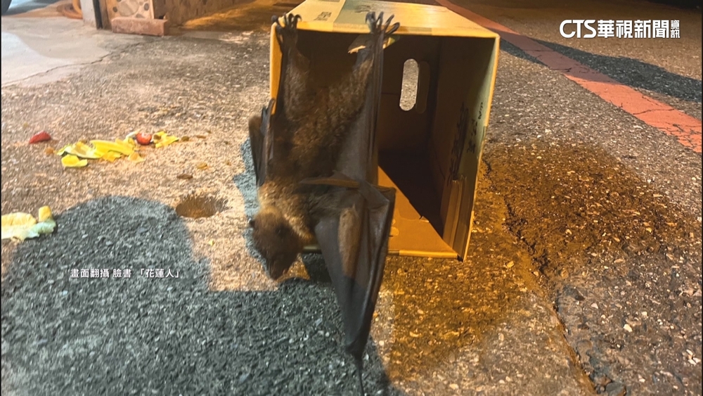 一級保育類「狐蝠」撞民宅鐵門　疑頭部有遭攻擊傷送醫