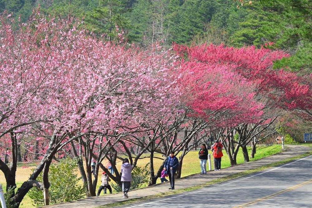 武陵農場櫻花季延長至3/2！國光客運加開賞櫻專車