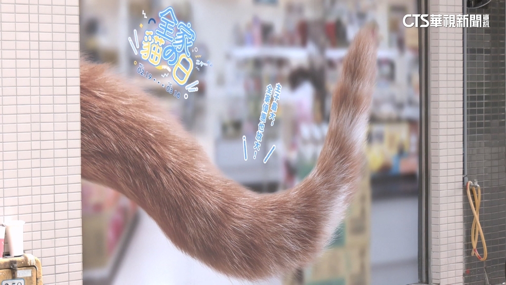 喵！　222「貓之日」　超巨橘貓現身超商門口攬客