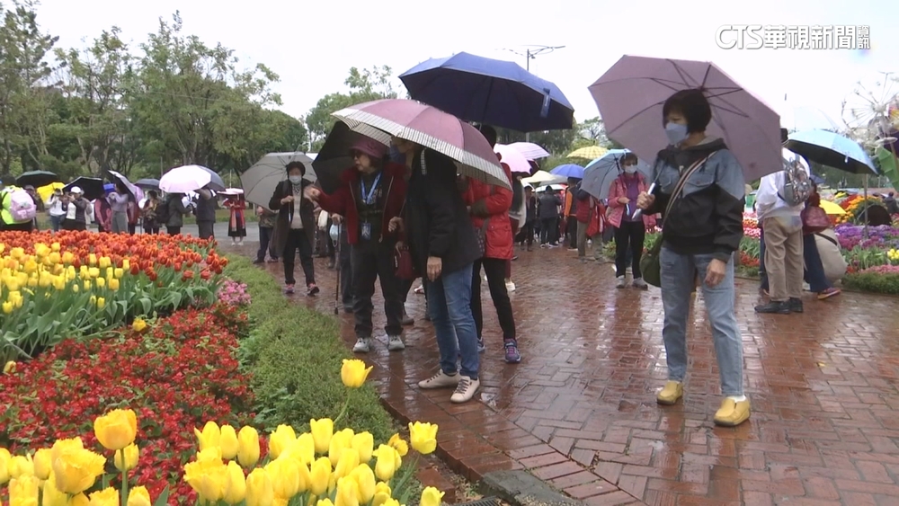 士林鬱金香花展最終日　又濕又冷民眾仍開心賞花
