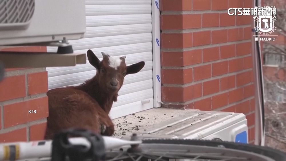 西班牙小山羊受困5樓窗台　消防到場即刻救援