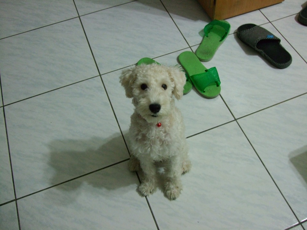 「懸賞30萬」尋走失15年愛犬　嘉義飼主公布特徵盼重逢