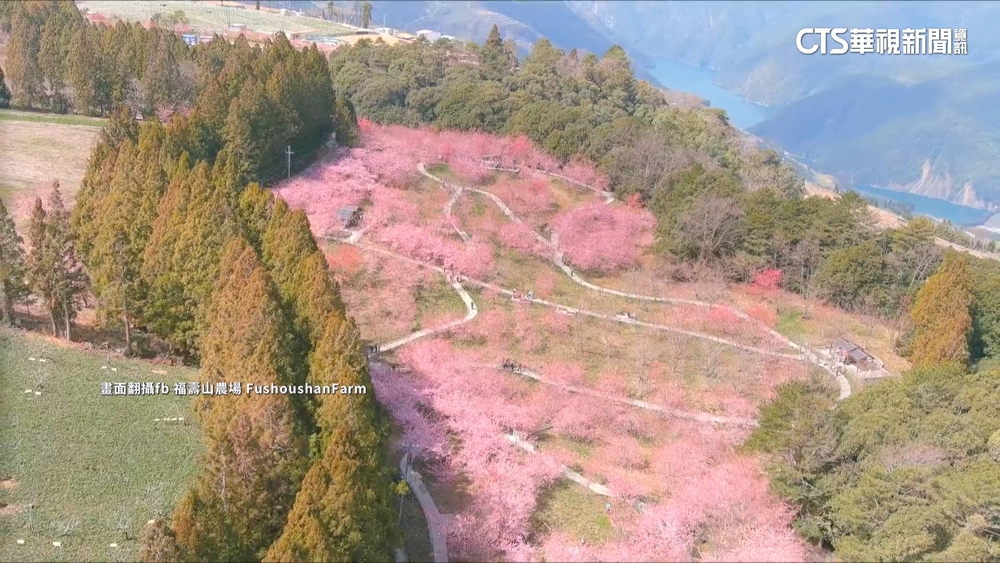 福壽山農場粉紅櫻海盛放　連假首日逾萬遊客賞櫻