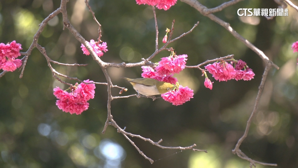 賞櫻地圖攻略曝！　中正紀念堂櫻花開　遊客出遊搶拍照