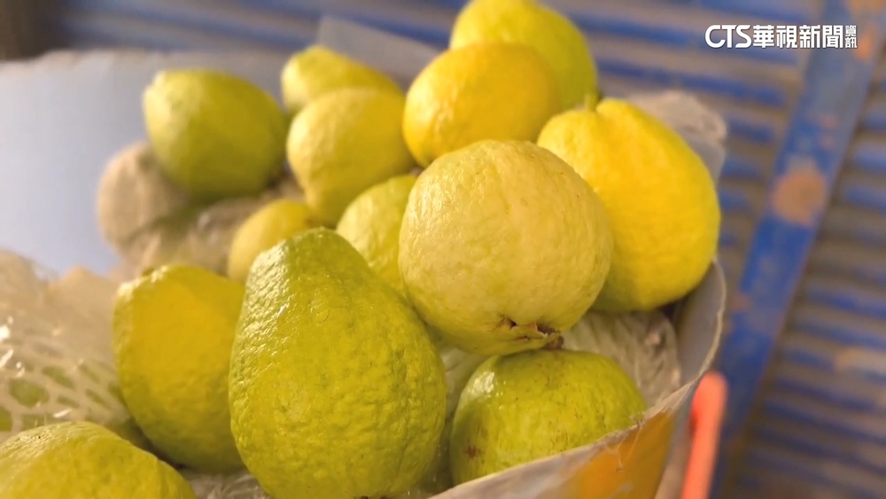 芭樂開花不結果產量銳減　每公斤價飆漲4成