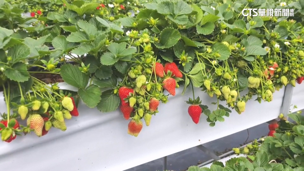 草莓盛產垂掛如瀑！　價格降13　吸採果人潮