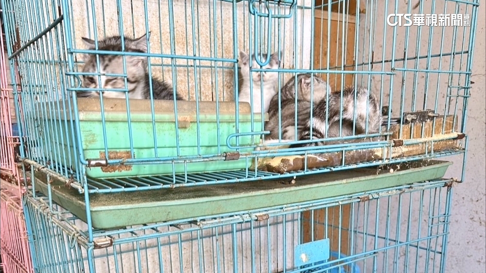 家中還有16隻！小黃運將棄7幼貓屍體　遭逮辯「沒施虐」