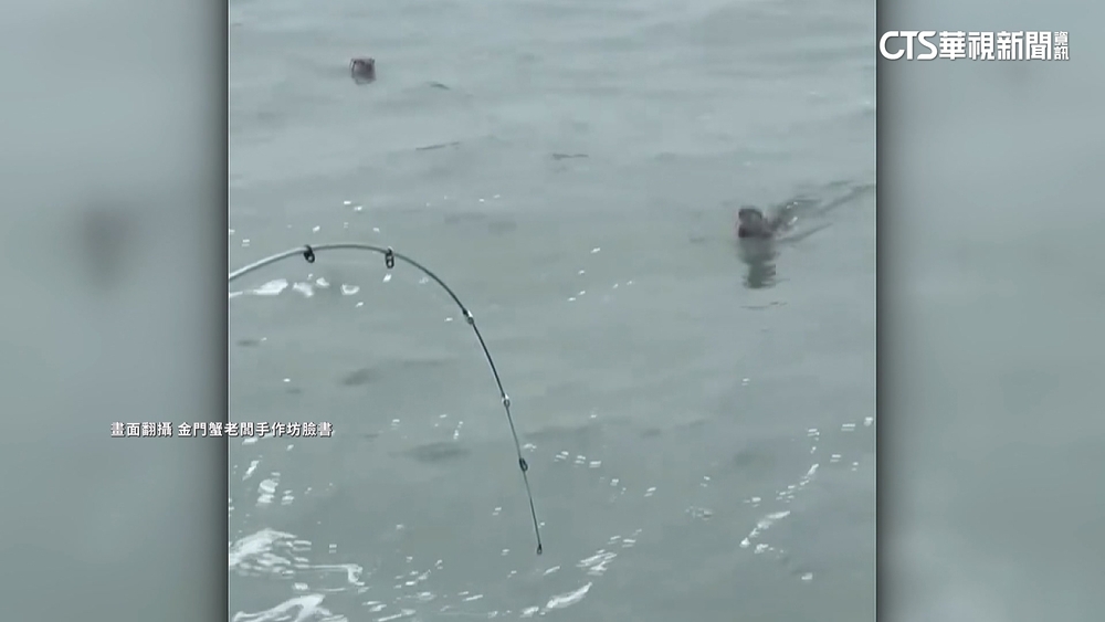 釣魚驚見2水獺游泳 民眾笑:金門釣的不是魚