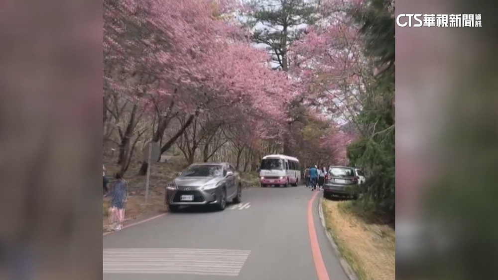 武陵農場結束管制首日　賞櫻人車爆量亂象多