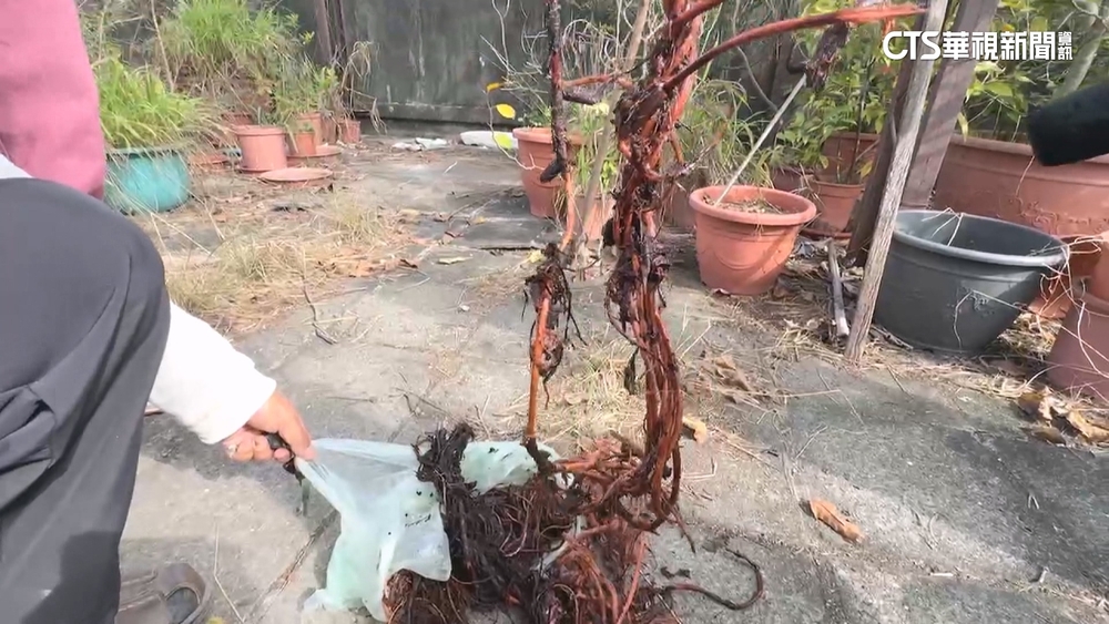 5樓公寓頂樓種滿植物　樹根亂竄致多戶水管堵塞