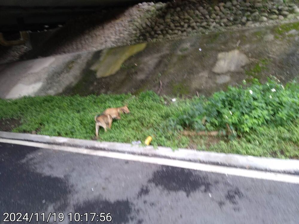 有民眾發現2隻幼犬遭棄養。圖／新北動保處提供