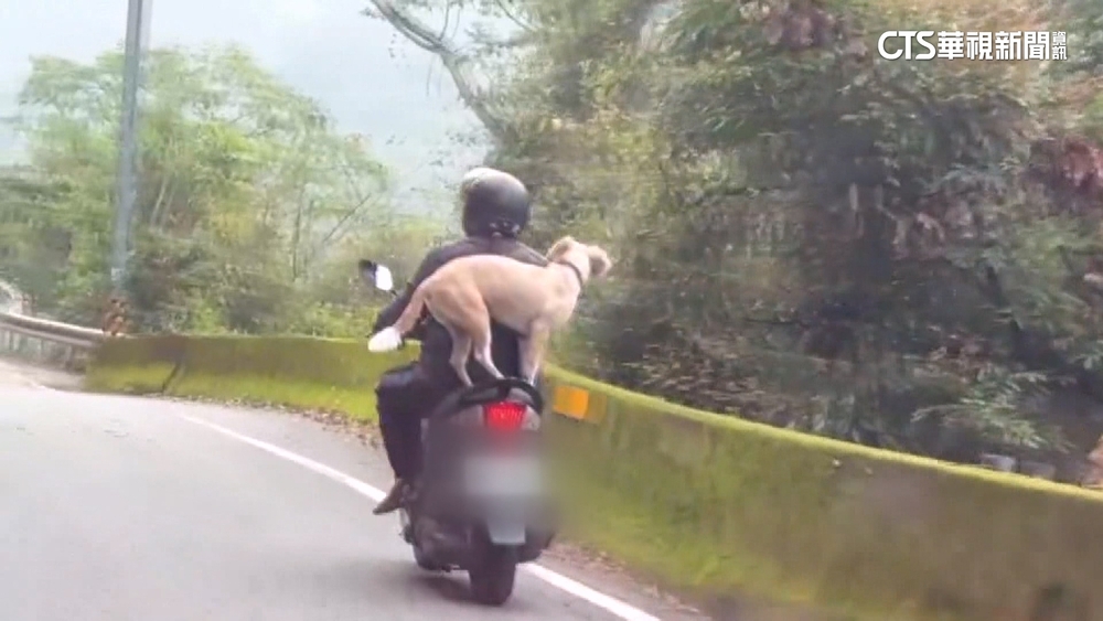 有練過？　南投寵物犬站機車後座「兜風」　警：恐觸法