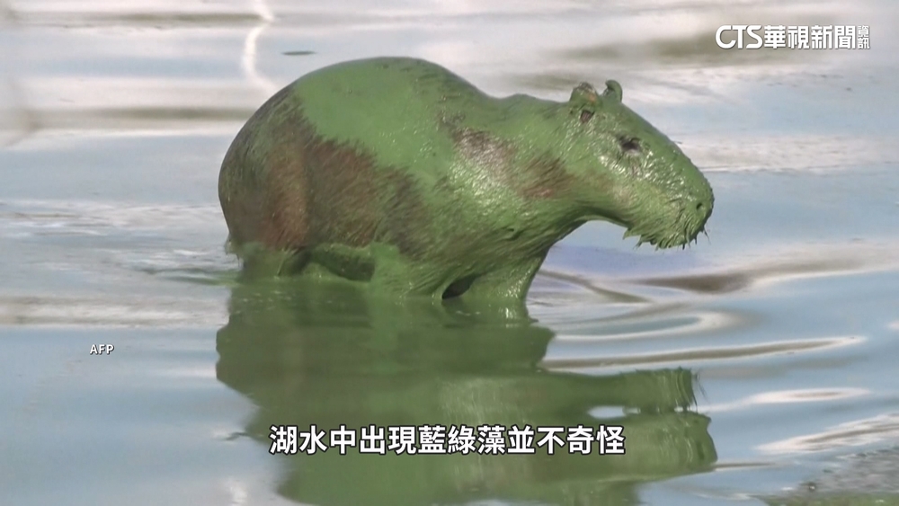 阿根廷奇特景觀　東部河流出現「綠色水豚」