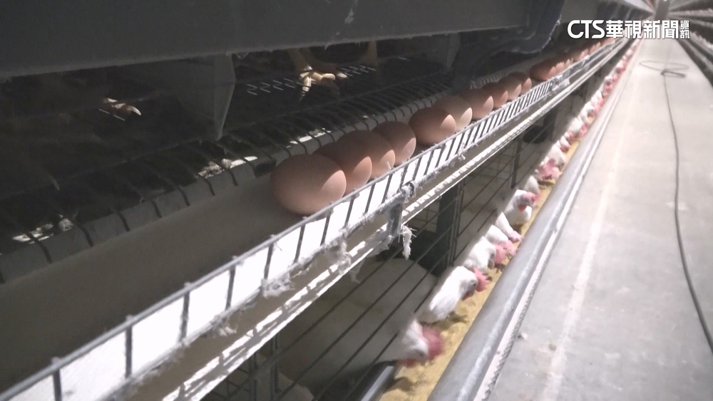 禽流感疫情升溫　蛋價連3週調漲　本週再漲3元