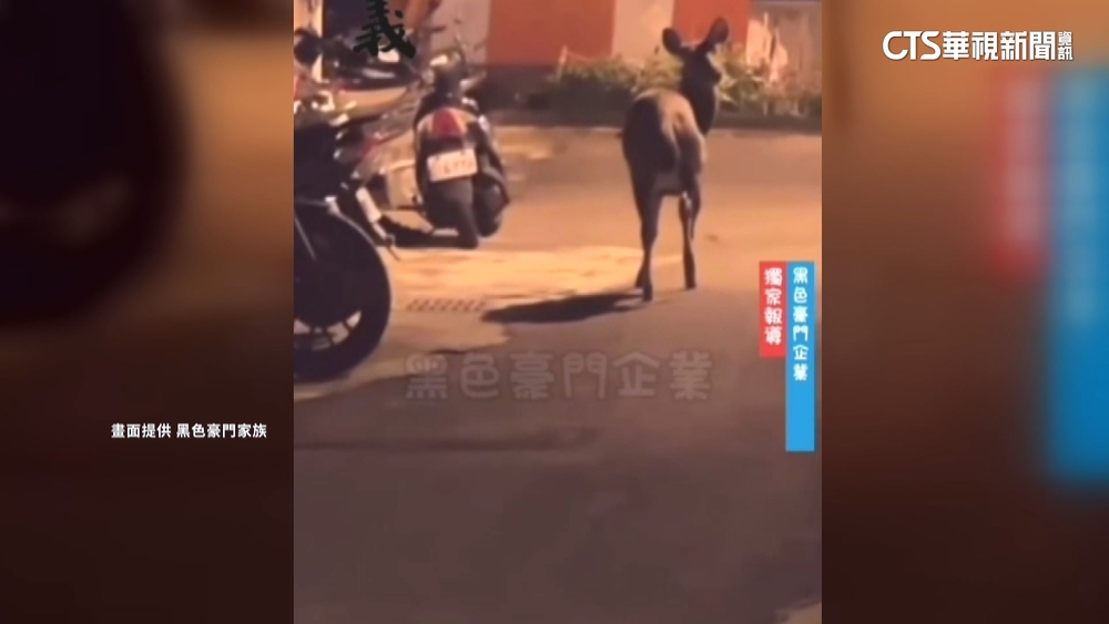 彰化市區驚見水鹿悠哉逛大街！　縣府：已獲通報