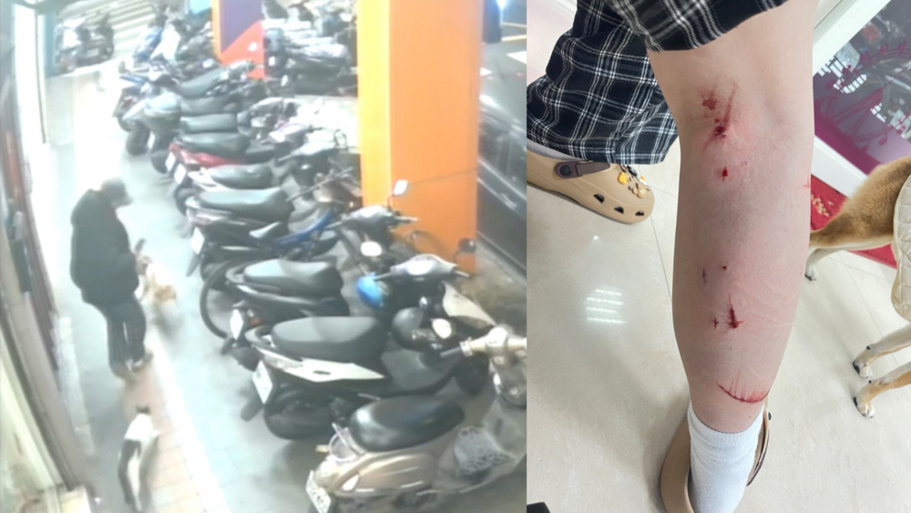 領域遭侵犯 家貓憤怒尾隨攻擊民眾　新北市動保處裁罰飼主