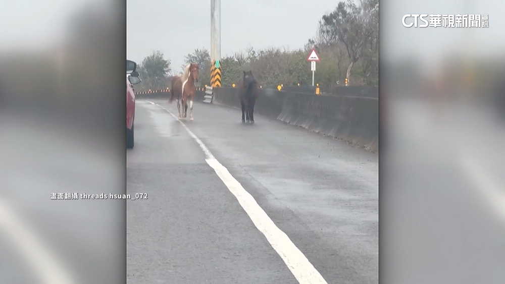 西濱快速道路驚見4馬狂奔！　警追查飼主將開罰