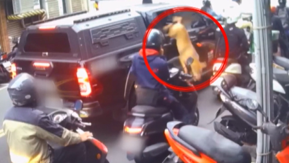 比特犬2度咬傷人　飼主：不排除安樂死