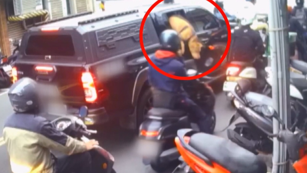 比特犬2度跳車窗咬人！北市府更裁罰20萬沒入犬隻　飼主兒5點聲明道歉
