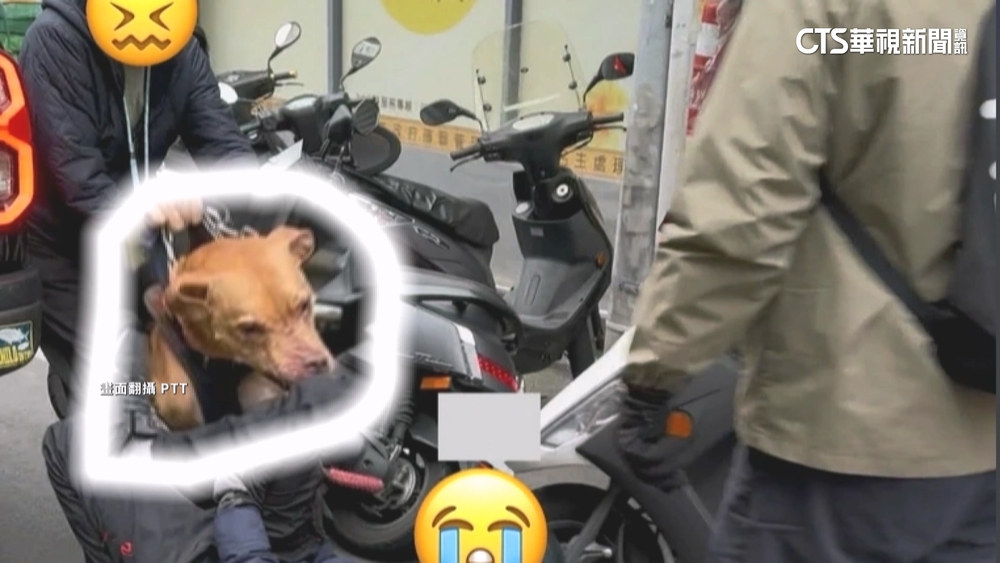 11天2度咬騎士！　飼主稱比特犬自己開窗　網友揪疑點