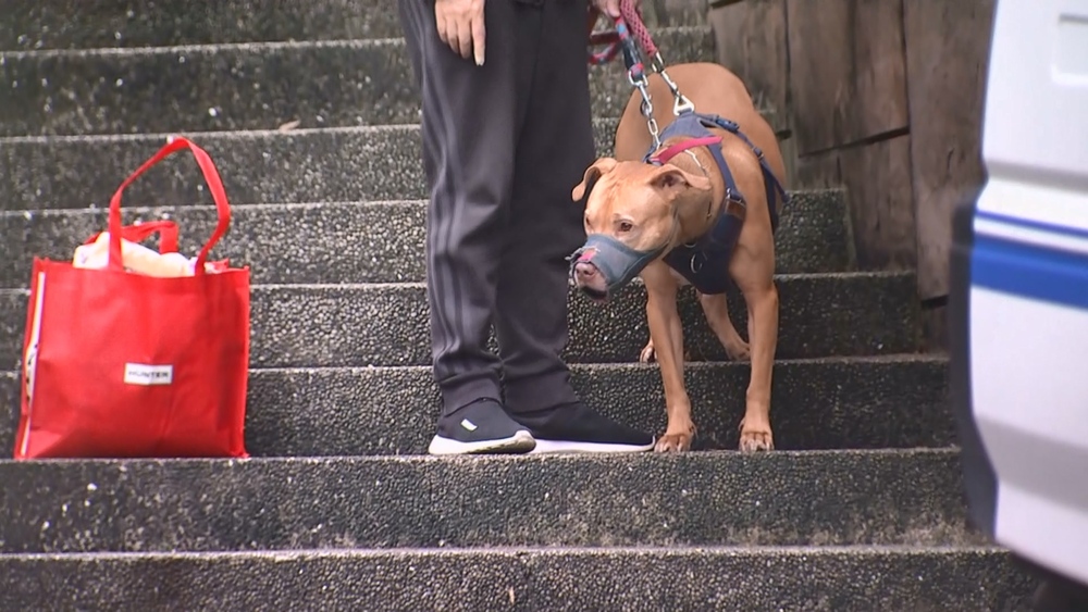 北市動保處帶走比特犬Lucky　暫不安樂死、後續將安排領養