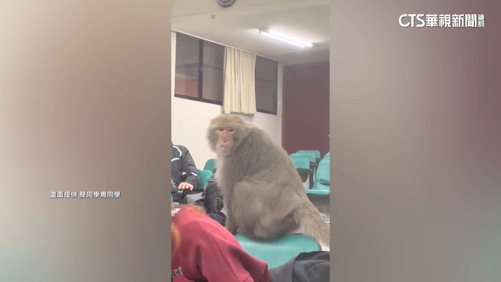 獼猴上「微分方程」？　闖中山大學教室翻包、搶漢堡